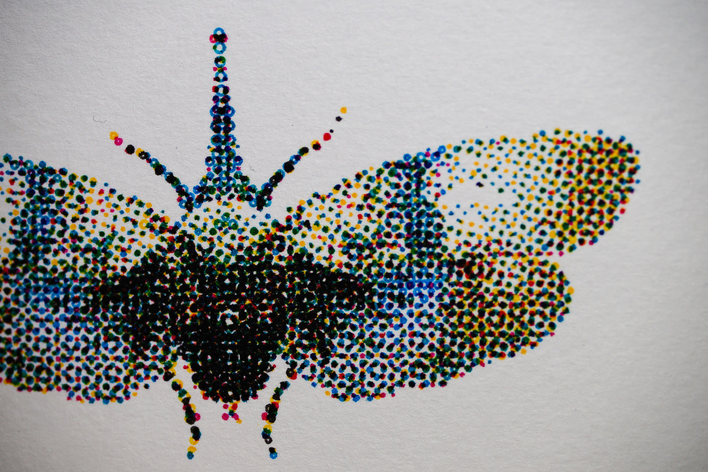 Insect Postcard, Pyrops heringi